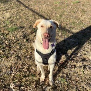 Meet your Posher, Scout